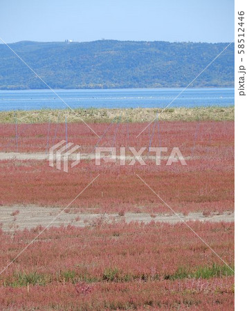 能取湖サンゴ草群生地 58512446