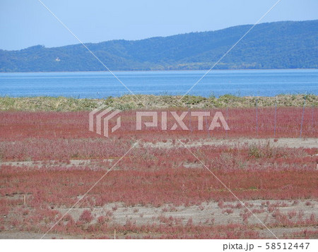 能取湖サンゴ草群生地 能取湖サンゴ草群生地 58512447