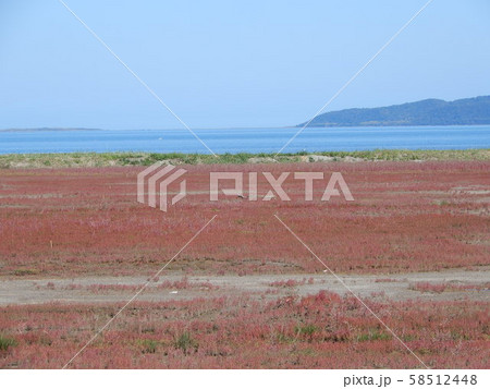 能取湖サンゴ草群生地 能取湖サンゴ草群生地 58512448