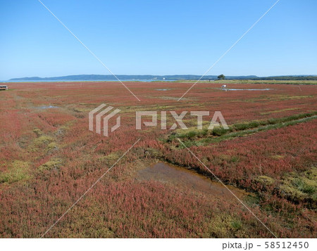能取湖サンゴ草群生地 能取湖サンゴ草群生地 58512450