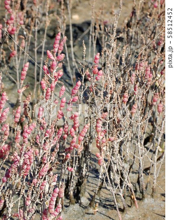 サンゴ草 58512452