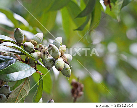 ドングリ 58512914