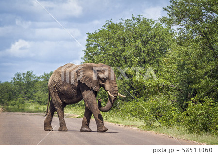 African bush elephant in Kruger National park, African bush elephant in Kruger National park, 58513060
