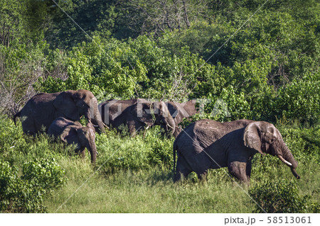 African bush elephant in Kruger National park, African bush elephant in Kruger National park, 58513061