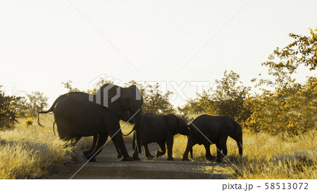 African bush elephant in Kruger National park, 58513072