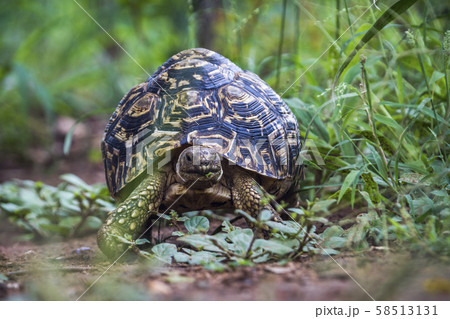 Leopard tortoise in Kruger National park, South 58513131