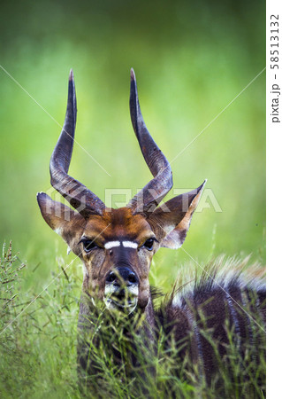 Nyala in Kruger National park, South Africa 58513132