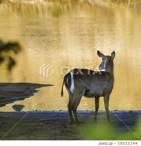 Common Waterbuck in Kruger National park, South Common Waterbuck in Kruger National park, South 58513144