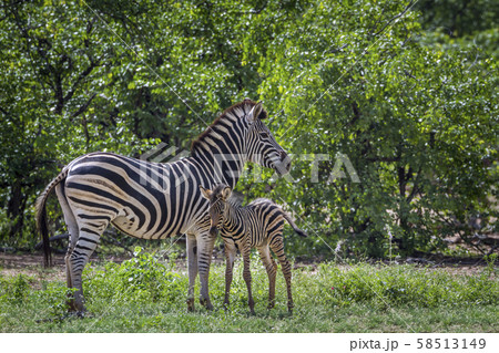 Plains zebra in Kruger National park, South Africa 58513149