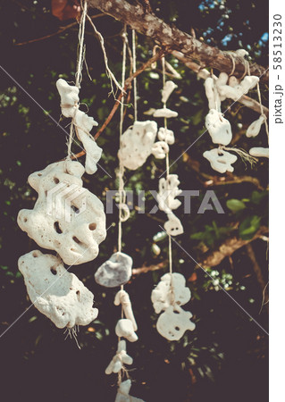 Hanging coral, Perhentian Islands, Terengganu, Hanging coral, Perhentian Islands, Terengganu, 58513230