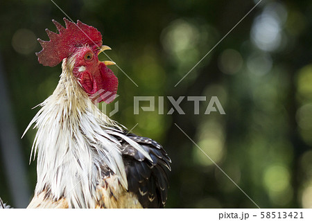 Rooster bantam white crowing in farm on-field Rooster bantam white crowing in farm on-field 58513421
