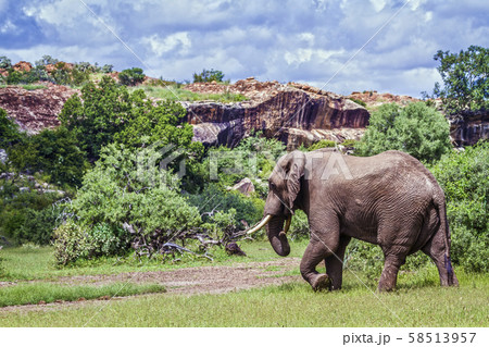 African bush elephant in Mapungubwe National park, 58513957