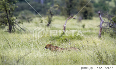 Cheetah in Kruger National park, South Africa Cheetah in Kruger National park, South Africa 58513977