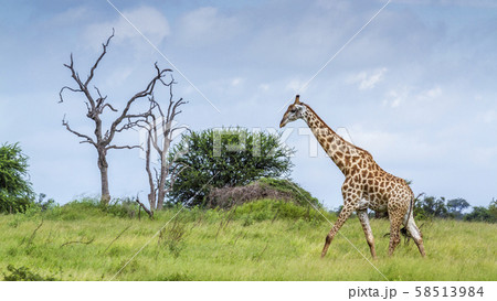 Giraffe in Kruger National park, South Africa 58513984