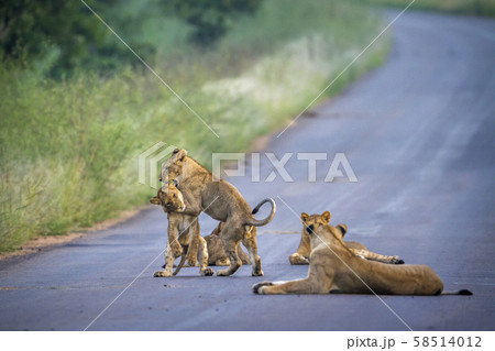 African lion in Kruger National park, South Africa African lion in Kruger National park, South Africa 58514012