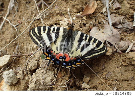 ギフチョウ Luehdorfia japonica 58514309