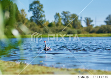 Diver in wet suit with mask and snorkel under water 58514630