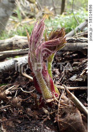 ウド Aralia cordata 58514696