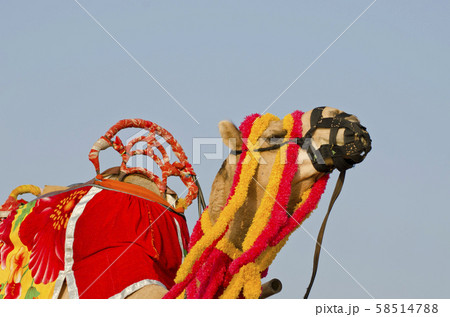 camel decorated with colorful tassels, necklaces 58514788