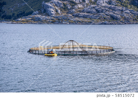 Farm salmon fishing in Norway Farm salmon fishing in Norway 58515072