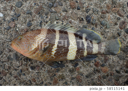アオハタ Epinephelus awoara 58515141