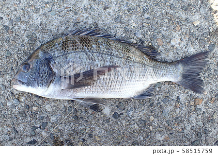 クロダイ Acanthopagrus schlegelii 58515759