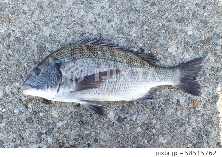 クロダイ Acanthopagrus schlegelii 58515762