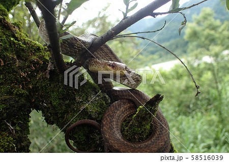 シマヘビ Elaphe quadrivirgata 58516039