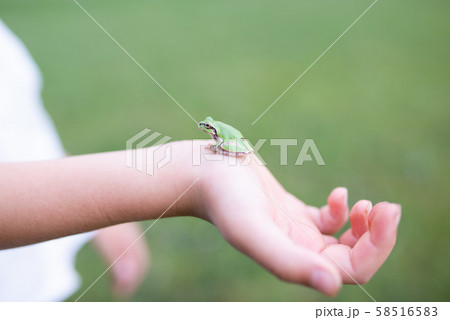 子供の手の中の蛙 子供の手の中の蛙 58516583
