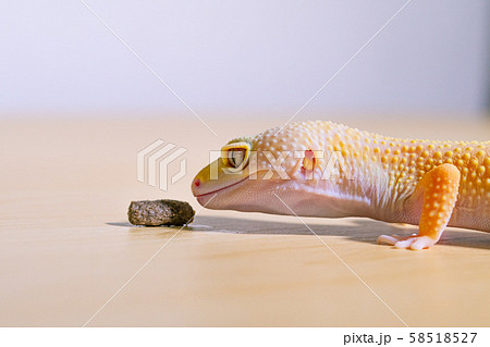 餌を見つめるレオパルドゲッコー、爬虫類のペット、ヒョウモントカゲモドキ 餌を見つめるレオパルドゲッコー、爬虫類のペット、ヒョウモントカゲモドキ 58518527
