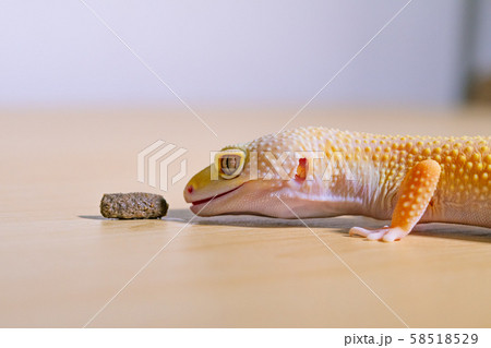 餌を見つめるレオパルドゲッコー、爬虫類のペット、ヒョウモントカゲモドキ 58518529
