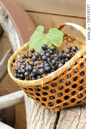 摘み立ての山ぶどう、果実酒の材料、ぶどうのかご盛り 58519537
