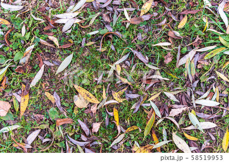 Autumn leaves fallen from trees lie on the grass 58519953