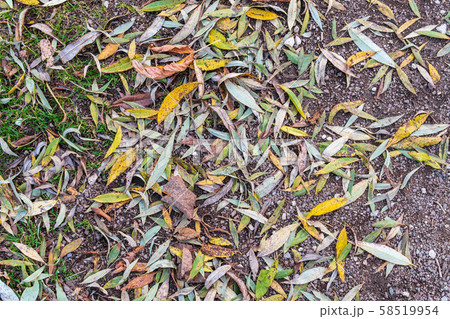 Autumn leaves fallen from trees lie on the grass 58519954
