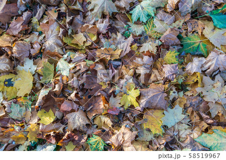 Autumn leaves fallen from trees lie on the grass 58519967