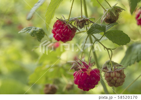 Ripe red raspberries on a twig with leaves on a green blurred background, the concept of the harvest Ripe red raspberries on a twig with leaves on a green blurred background, the concept of the harvest 58520170
