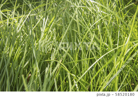 Fresh young green summer grass and sunlight, natural background Fresh young green summer grass and sunlight, natural background 58520180
