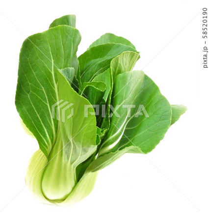 Fresh Green Bok Choy on White Background 58520190