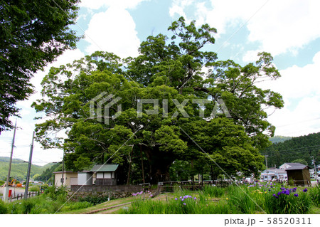 能勢町　野間の大けやき　 58520311