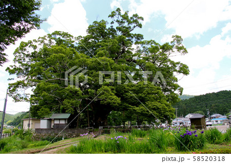 大阪府豊能郡能勢町　野間の大けやき　 58520318