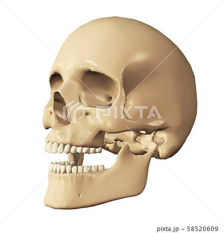 3d Human Skullのイラスト素材