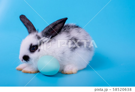 Little black and white bunny rabbit with blue background Little black and white bunny rabbit with blue background 58520638