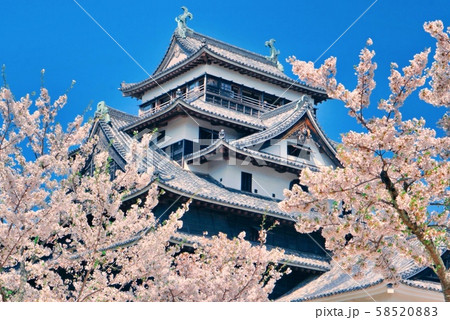 お城と桜 58520883