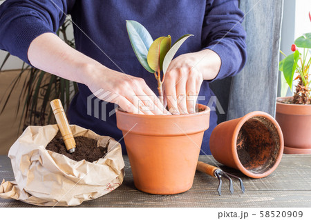 Woman transplanting Ficus flower 58520909