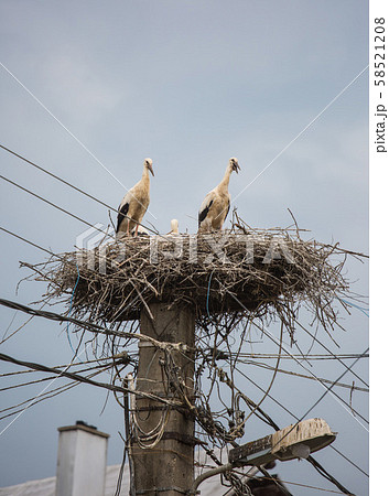 White storks in a big nest on electric pole among wires in Transylvania village. Romania White storks in a big nest on electric pole among wires in Transylvania village. Romania 58521208