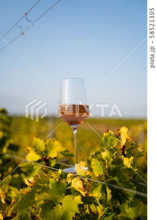 glass of rose wine in the vineyard with blue sky glass of rose wine in the vineyard with blue sky 58521305
