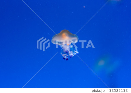 graceful sea animal white spotted jellyfish in blue water 58522158