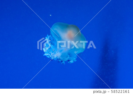 graceful sea animal white spotted jellyfish in blue water 58522161