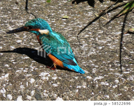 カワセミ Common Kingfisher カワセミ Common Kingfisher 58522696