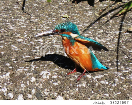 カワセミ Common Kingfisher カワセミ Common Kingfisher 58522697